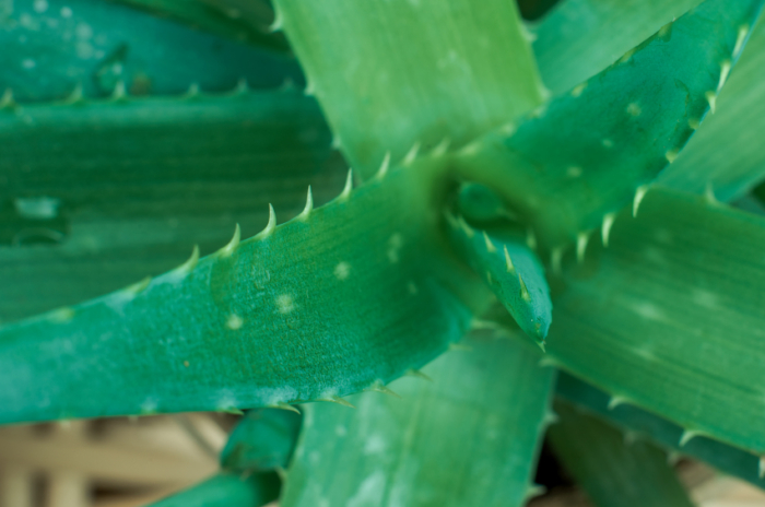 Aloe Vera Blüte Wissenswertes Verwendung Teil 2