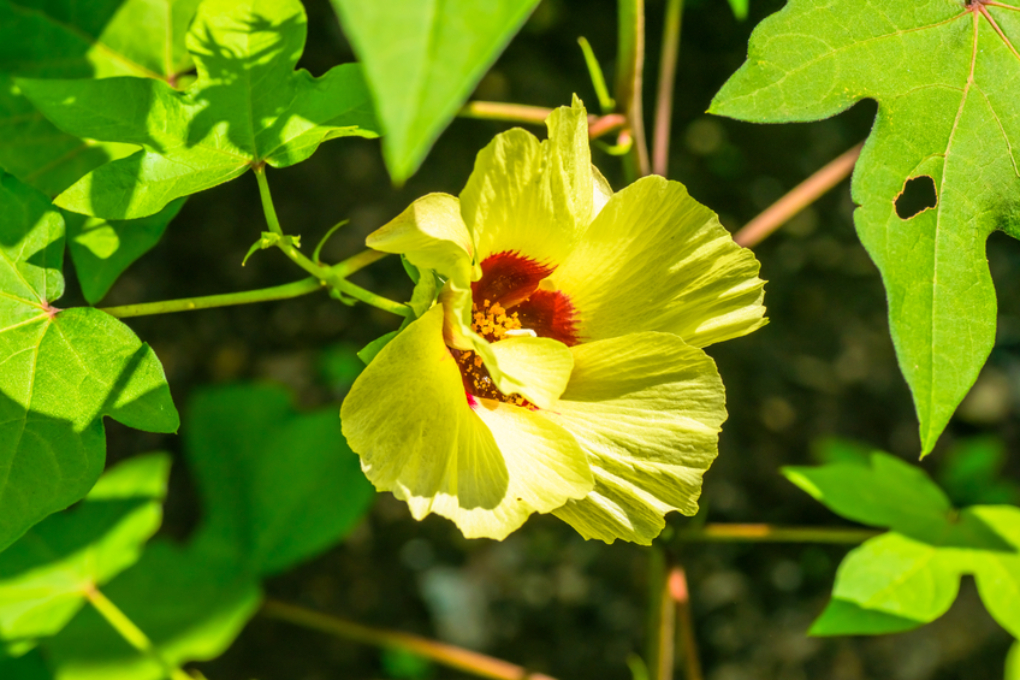 Baumwolle Anbauen So Gelingts Im Eigenen Garten