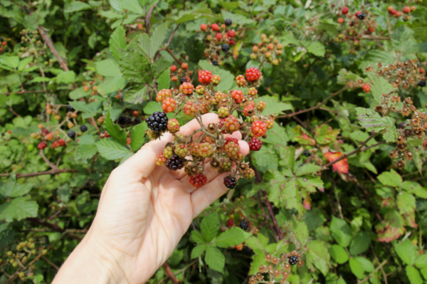 Brombeeren Am Spalier Pflanzen Anleitung Tipps