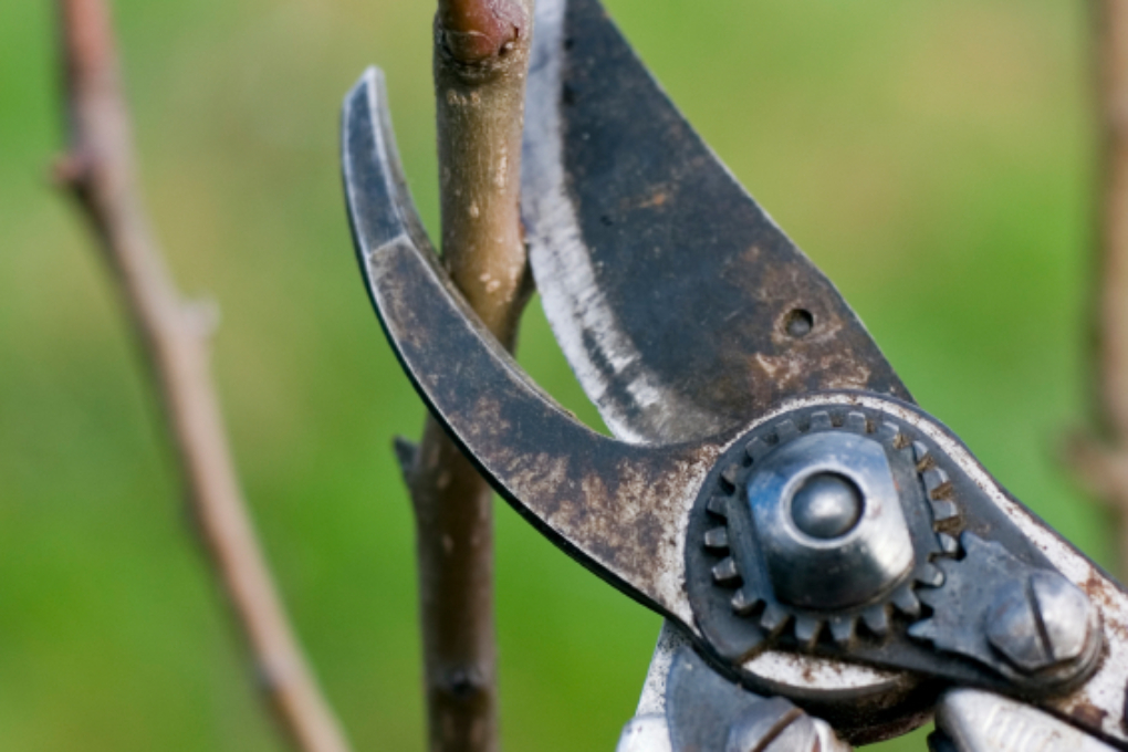 Jungen Apfelbaum Schneiden Wann Wie Macht Man Das