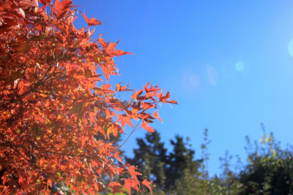 Japanischer Ahorn Im K Bel So Wird Er Winterhart