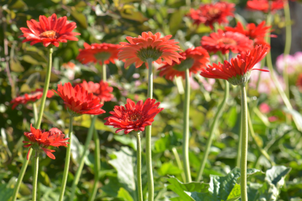 Gerbera Mehrj Hrig Halten So Geht S