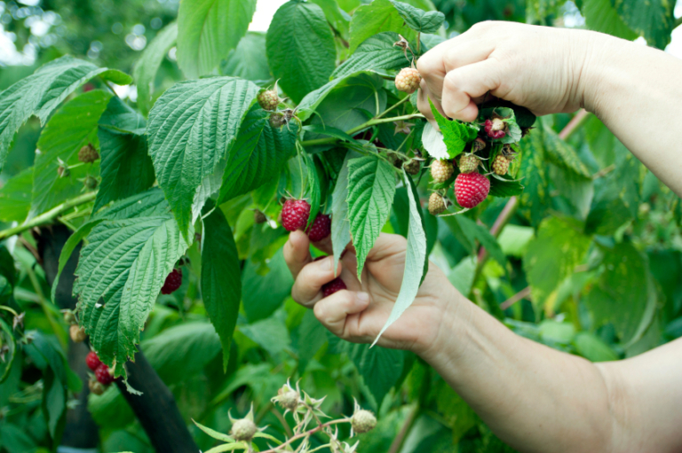 Himbeeren Schneiden Tutorial Mit Anleitungen Und Bildern