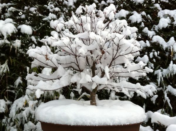 Japanischer Ahorn Ist Er Im K Bel Winterhart