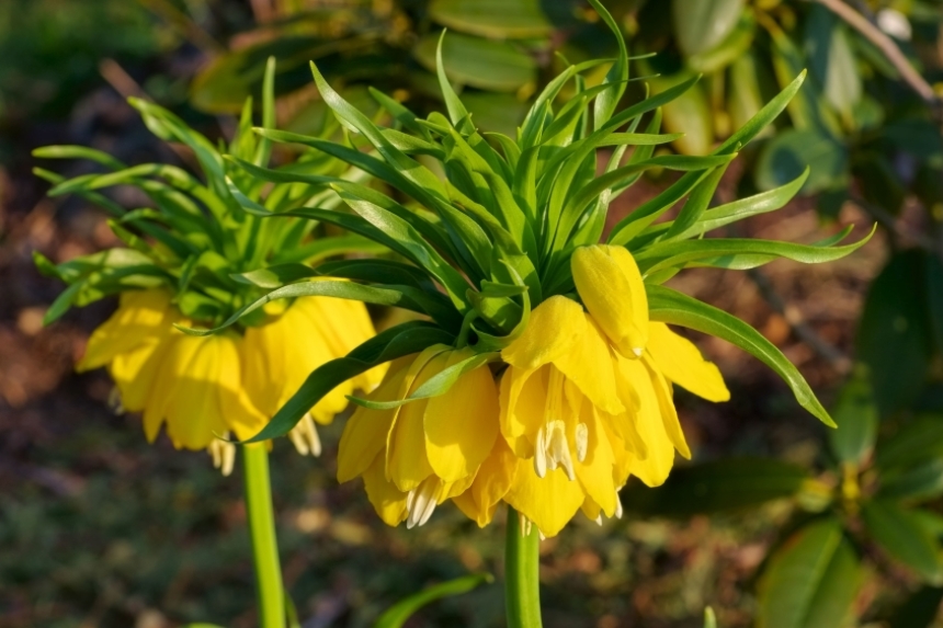 Kaiserkrone Schneiden Tipps Anleitung