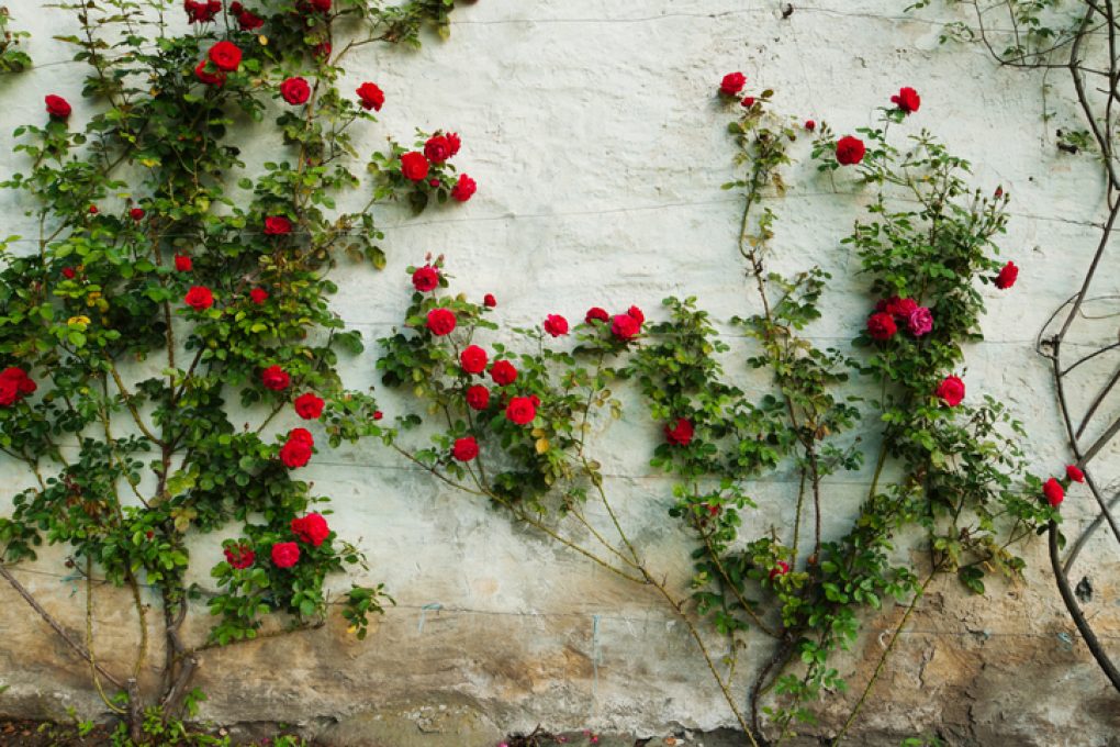 Winterharte Kletterrosen Sorten Tipps für den Garten