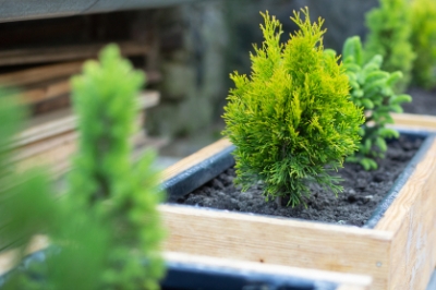 Thuja Im K Bel Arten Pflanzen Pflege