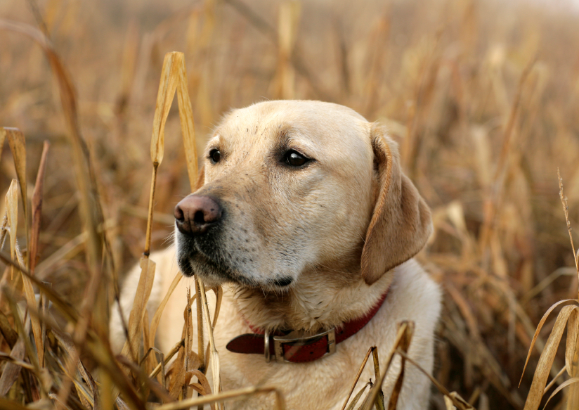 Mais für Hunde » Schadet er ihnen?