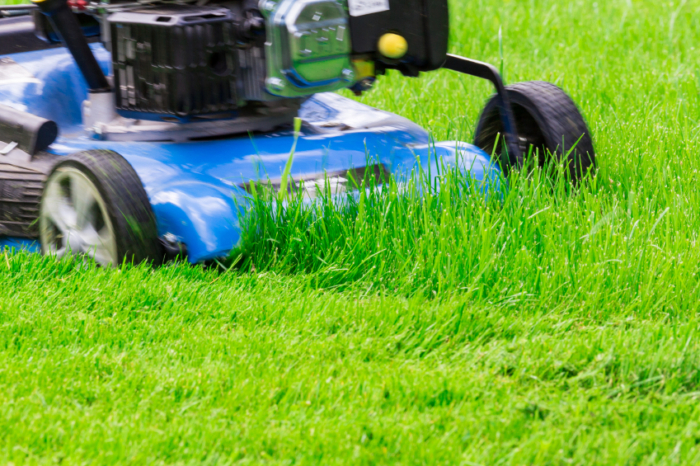 Rasen mähen oder mulchen beste Methode für Ihren Garten