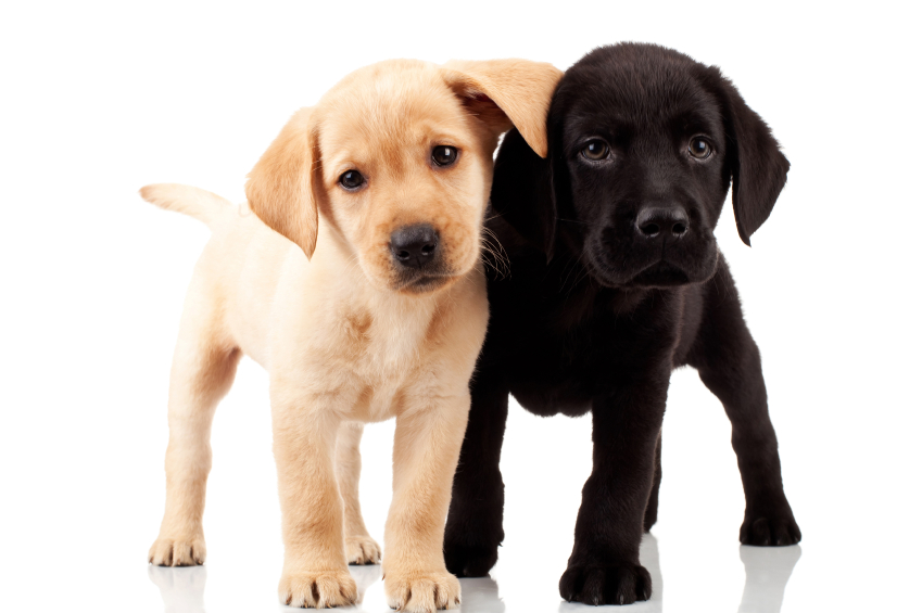 Spargel für Hunde » Dürfen sie davon kosten?