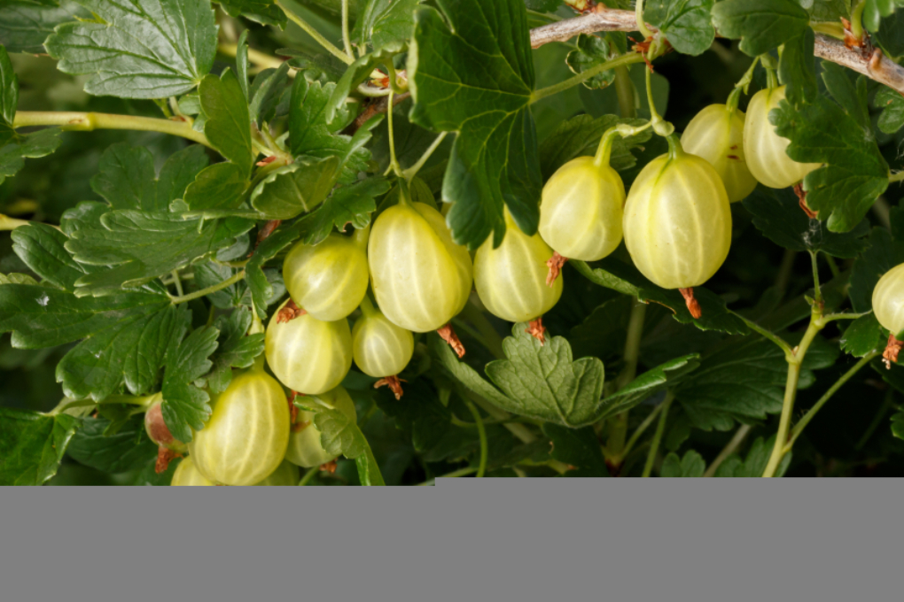 Stachelbeeren Hochstamm Schneiden So Wird S Gemacht