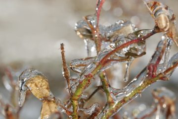 Winterschutz Mit Reisig So Sch Tzen Sie Ihre Pflanzen Richtig