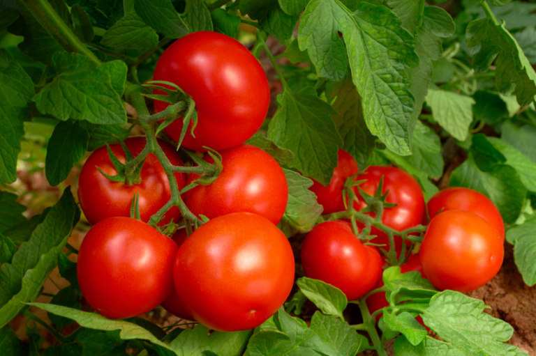 Tomaten Ausbrechen So Machen Sie Es Richtig