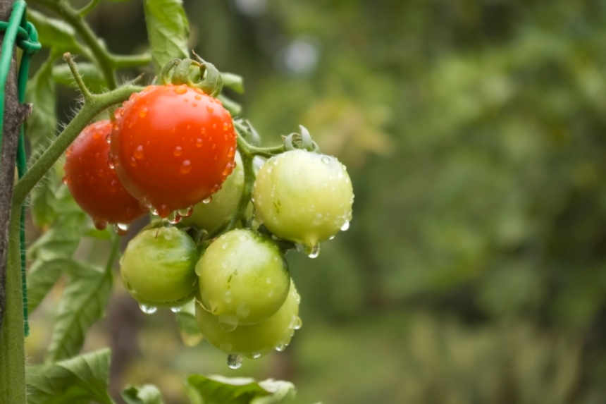 Braunf Ule Tomaten Ursachen L Sungen Mit Bildern