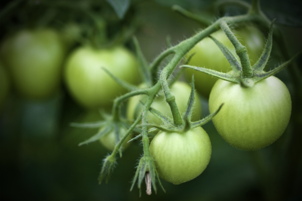 Grüne Tomaten nachreifen So geht s richtig