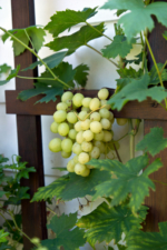 Weinrebe Im Garten Pflanzen N Tzliche Tipps Zu Anbau Pflege