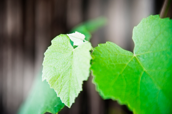 Weinrebe vermehren Schritt für Schritt Guide