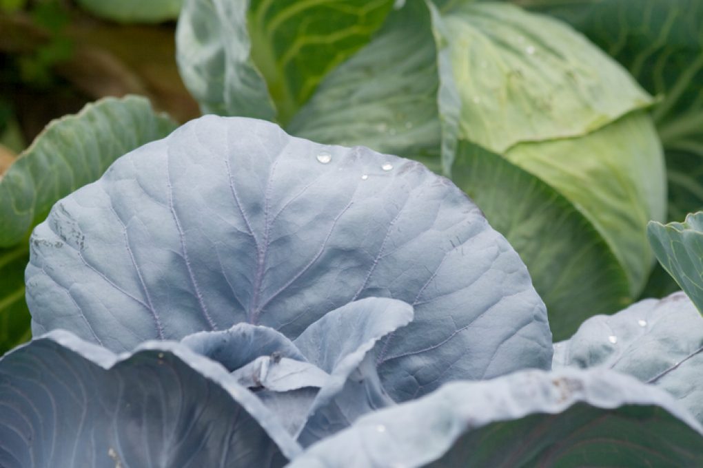 Wei Kohl Im Garten Anbauen Anleitung F R Reiche Ernte