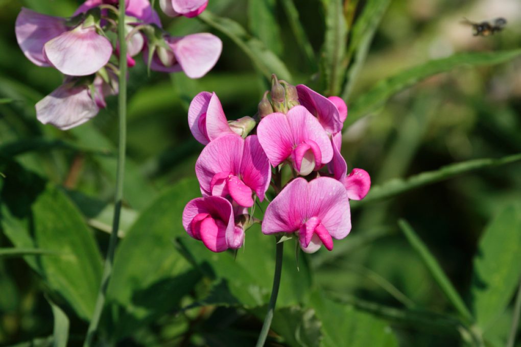 Wickenarten Entdecken Vielfalt Bedeutung F R Den Garten