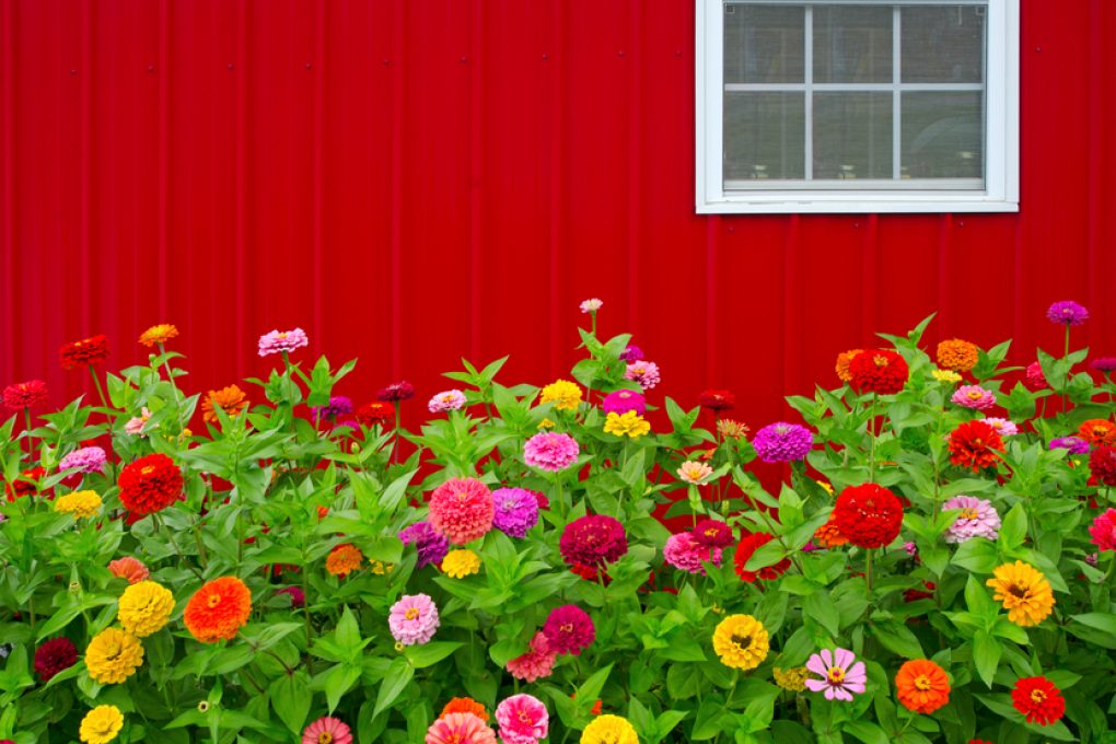 Zinnien Pflanzen Pflegen Tipps F R Garten Balkon