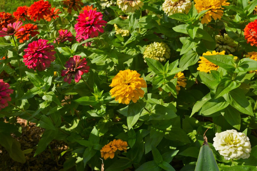 Zinnien pflanzen pflegen Tipps für Garten Balkon