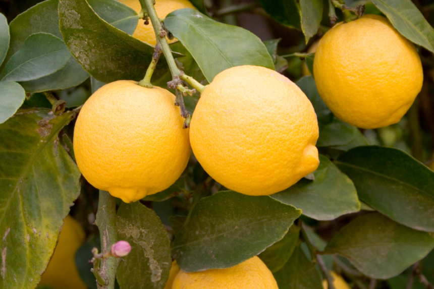 Pomelo Z Chten Von Der Aussaat Bis Zum Umtopfen