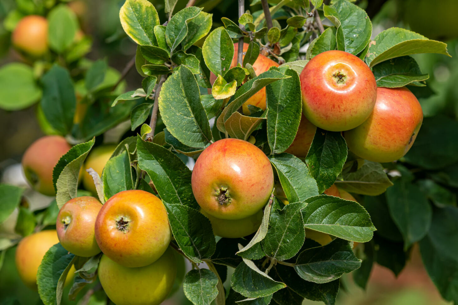 Beliebte Tafelapfelsorten Von Sommer Bis Winter