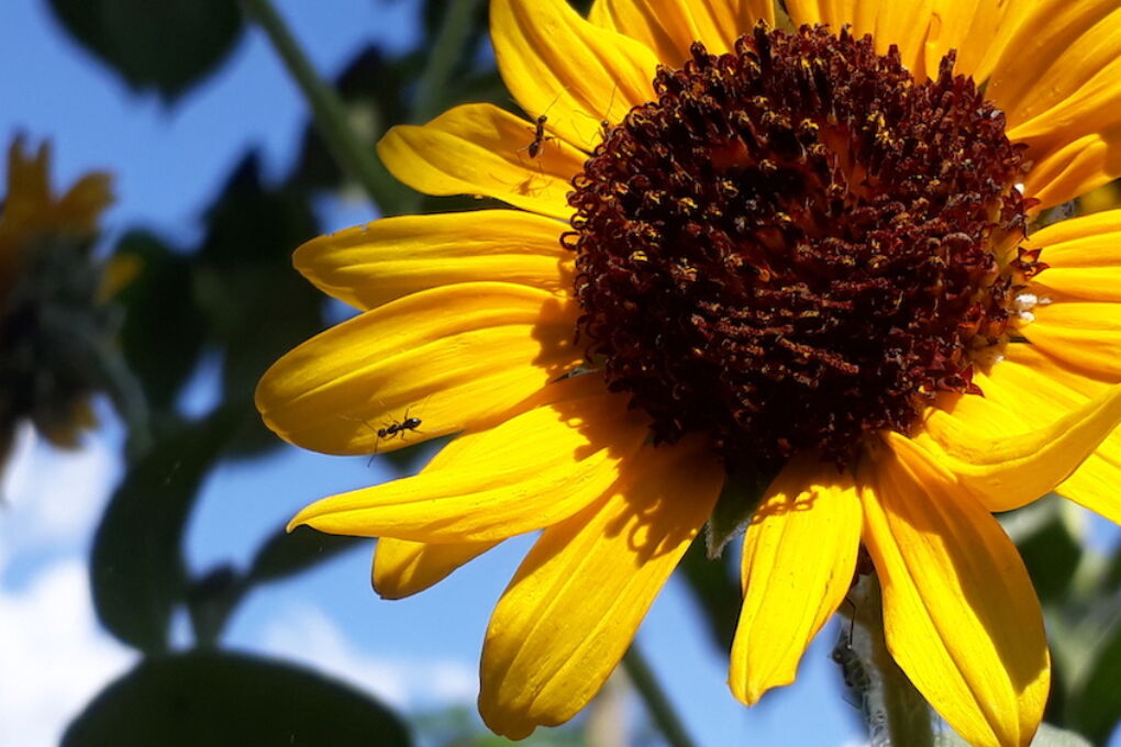 Blattläuse an Sonnenblumen bekämpfen besten Hausmittel