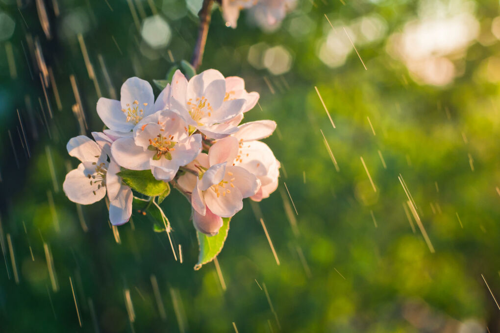 Apfelbaum Blüte vor Blattaustrieb