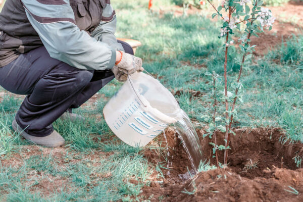 Apfelbaum im Topf Tipps für Pflege Ernte