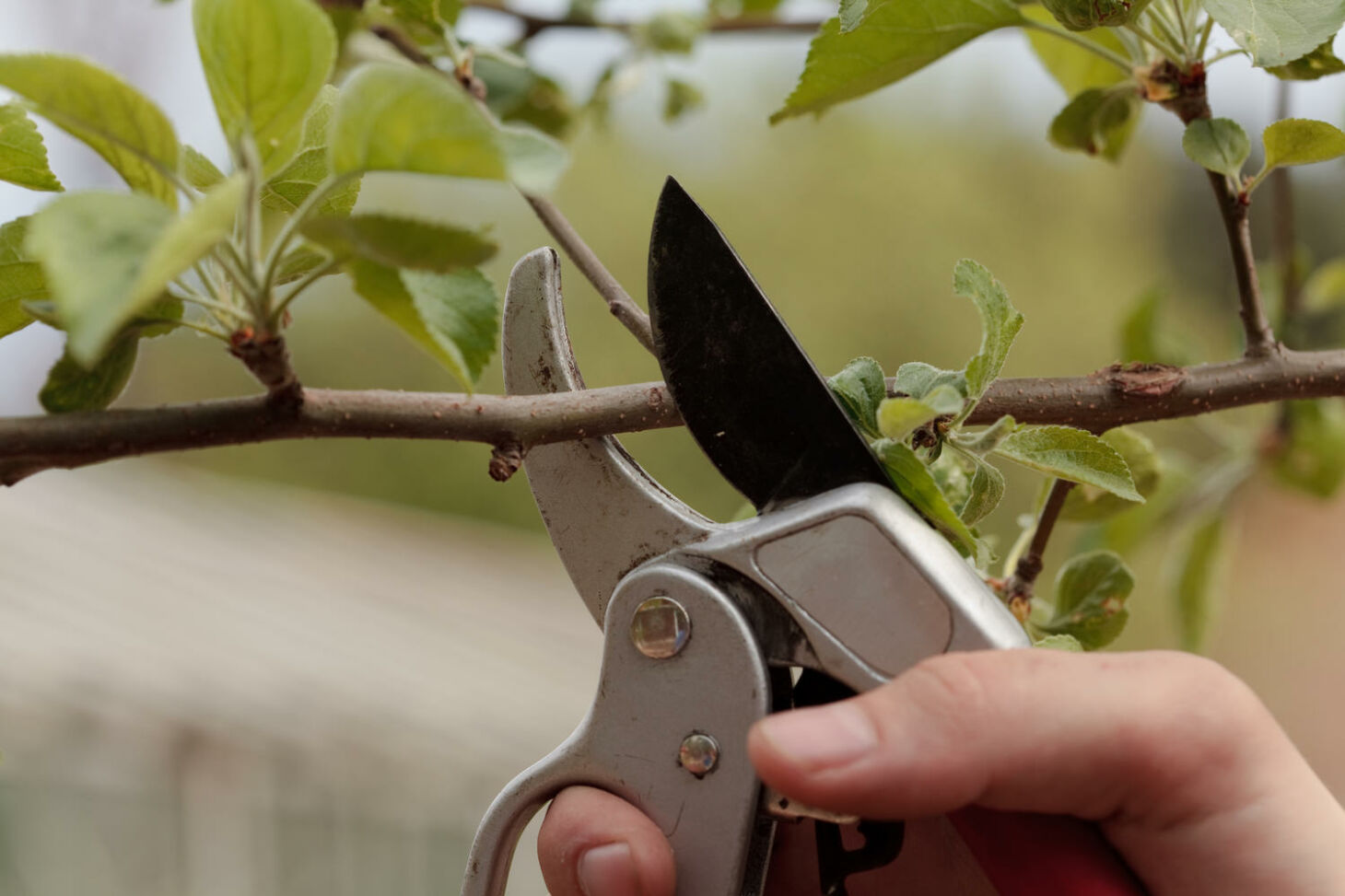 Boskop Apfelbaum Schneiden Anleitung F R Anf Nger Fortgeschrittene