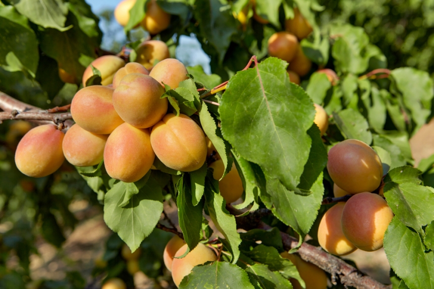 Aprikosenbaum Blätter hängen herab Ursachen Lösungen