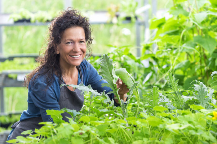 Artischocken Im Garten Standort Pflege Ernte Und Mehr