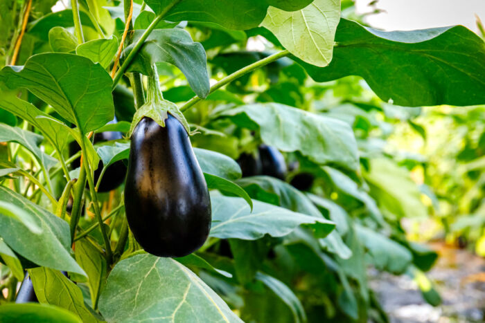 Baumwolle Anbauen So Gelingts Im Eigenen Garten