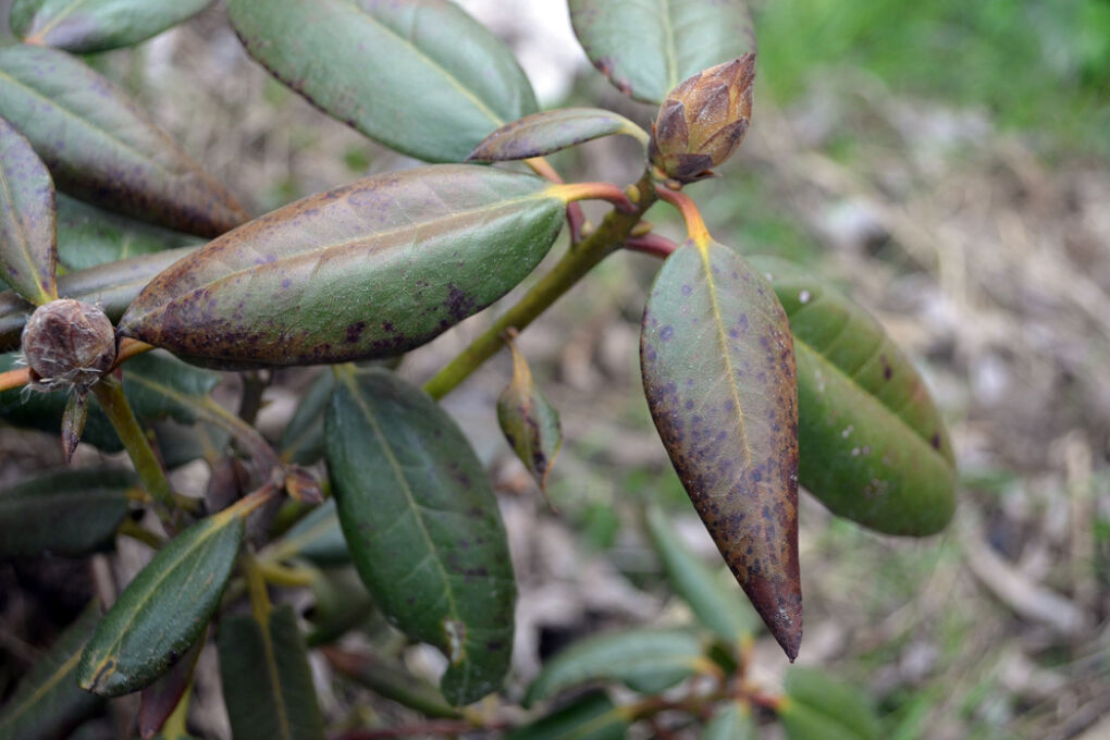 Rhododendron Hat Gelbe Bl Tter Was K Nnen Sie Dagegen Tun