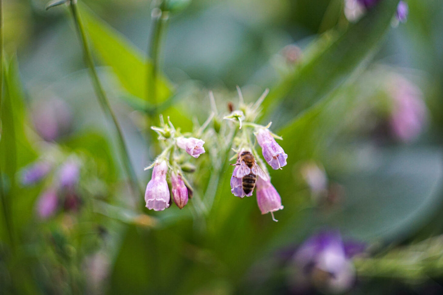 Beinwell Im Garten Alles Ber Pflege Verwendung