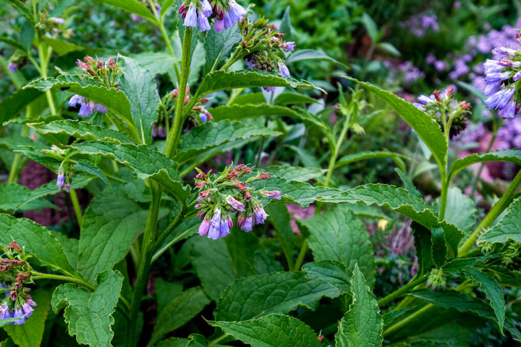 Beinwell im Garten Alles über Pflege Verwendung