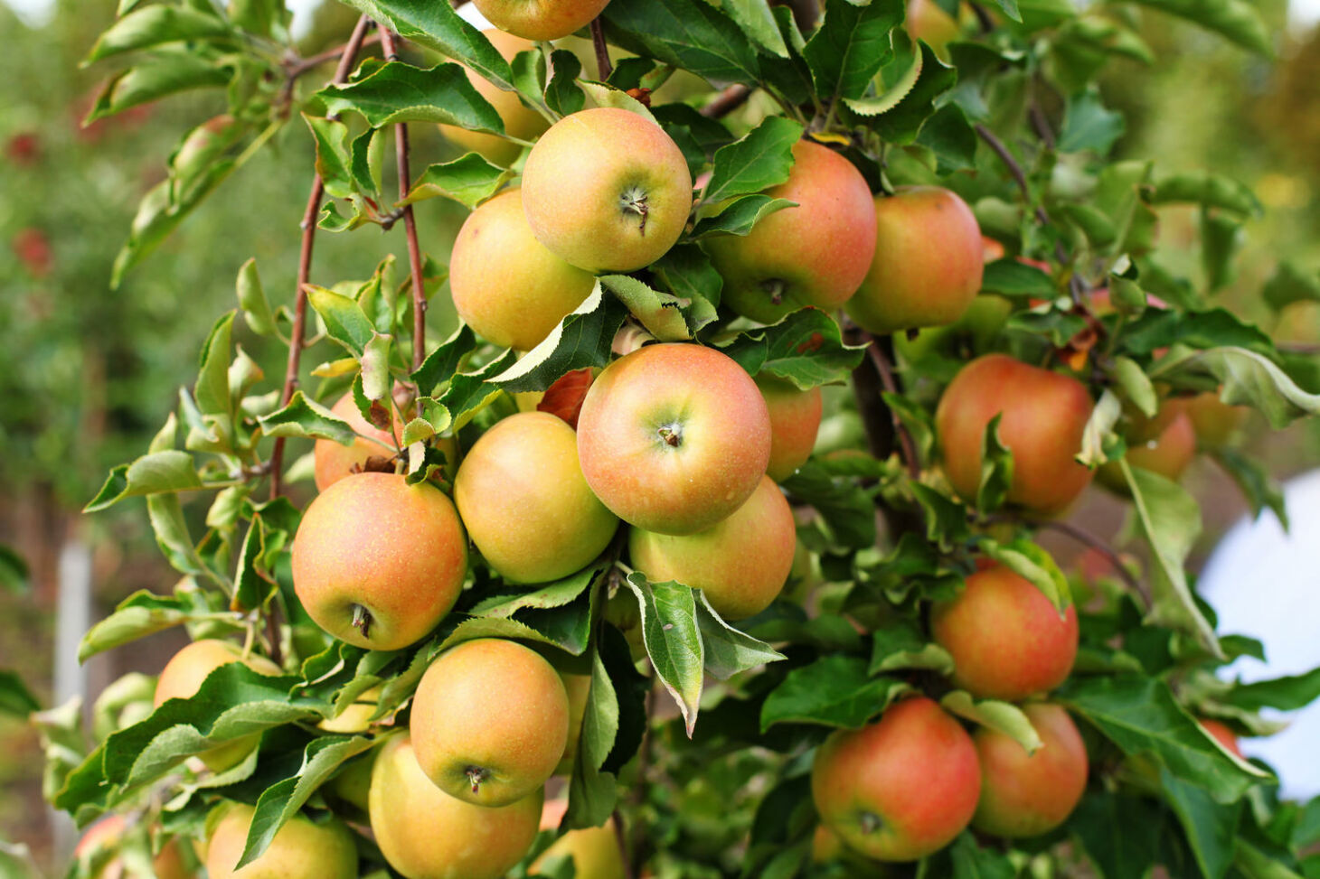 Beliebte Tafelapfelsorten Von Sommer Bis Winter