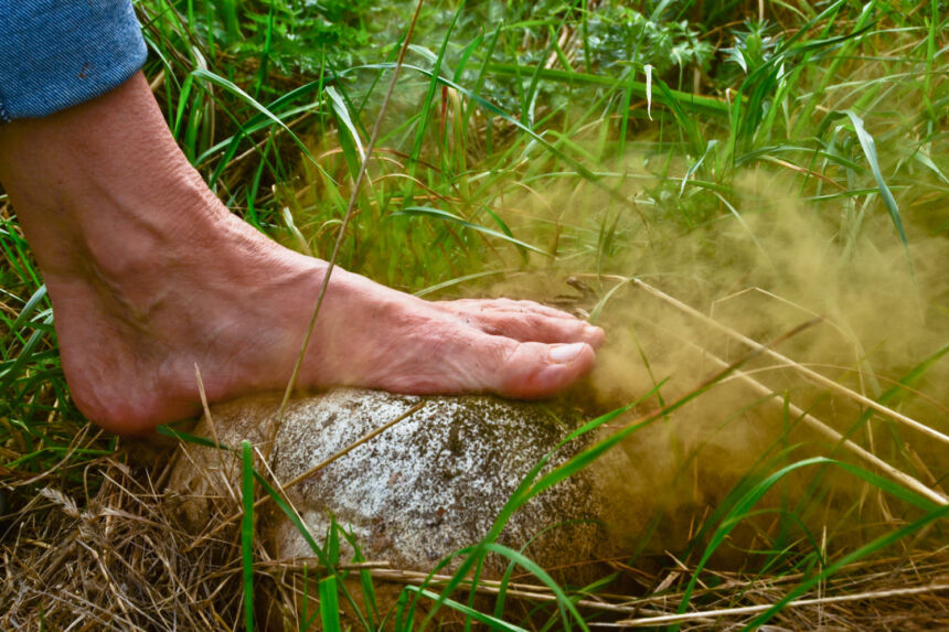 Pilze Im Rasen Woher Kommen Sie Und Sollte Man Sie Entfernen