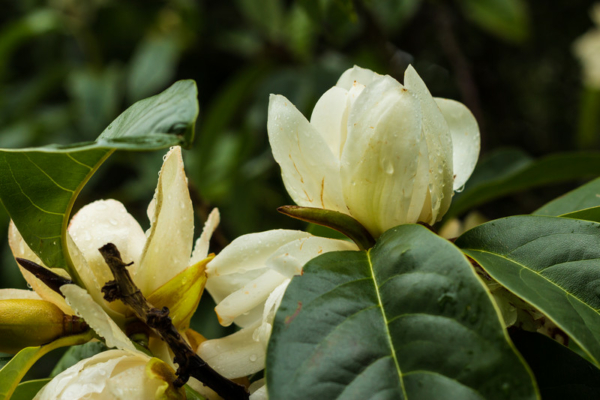 Magnolien Krankheiten Erkennen Behandeln So Bleibt Sie Gesund