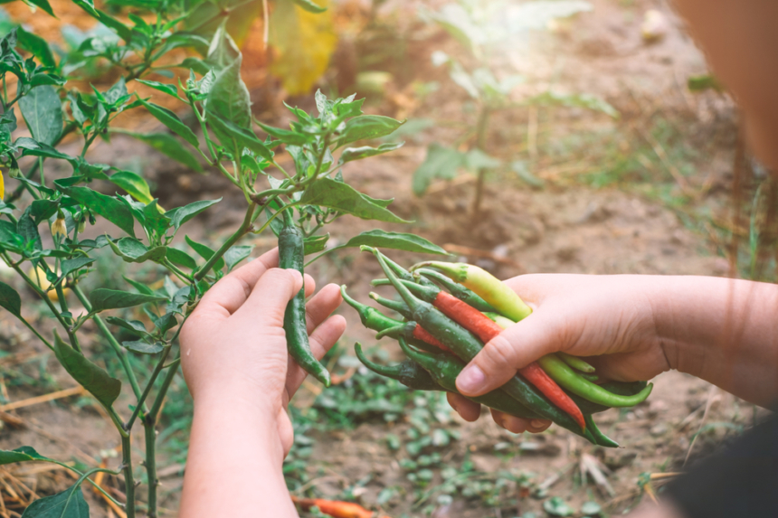 Chilis Selber Einlegen So Geht S Mit L Essig