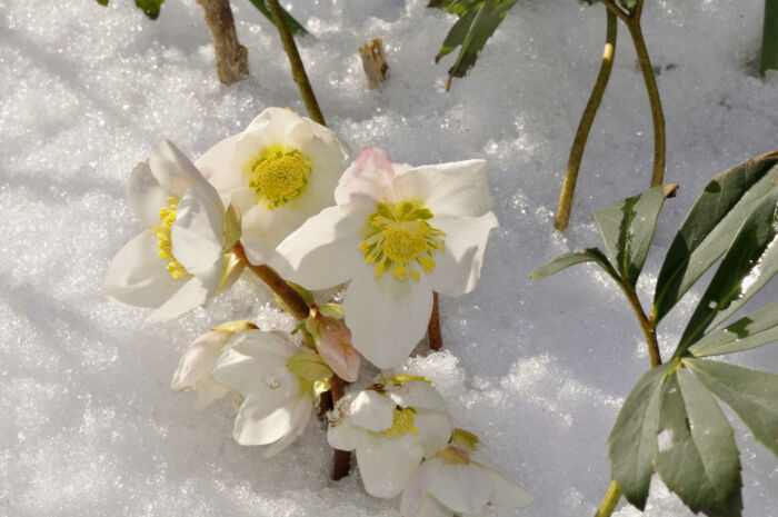 Christrosen im Schnee Ein schöner Anblick