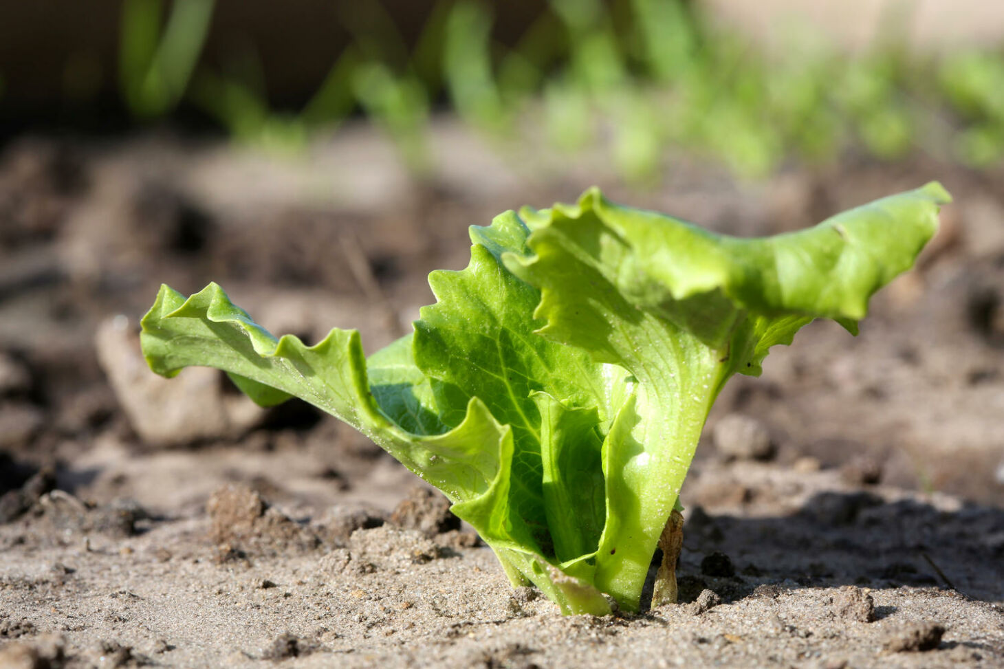 Salat Ernten Wann Wie Macht Man Das Am Besten