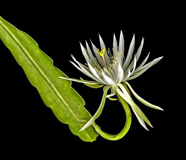 Epiphyllum Bl Ht Nicht Woran Kann Es Liegen Blattkaktus