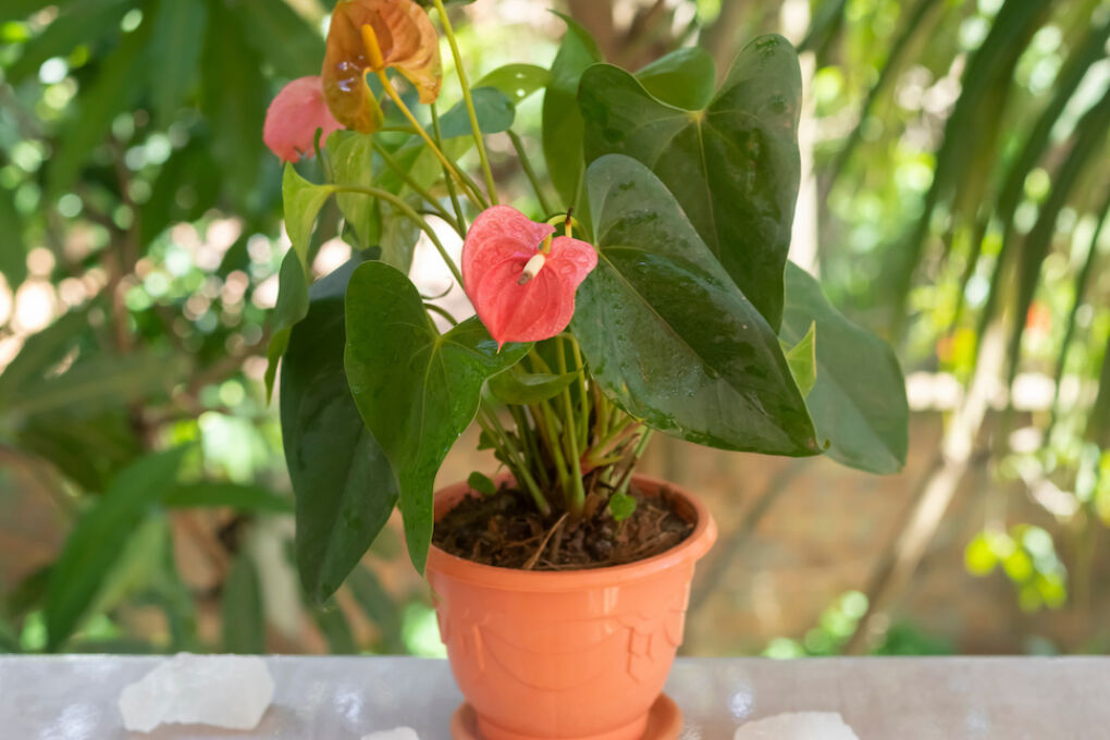 Anthurium Andreanum pflegen So fühlt sich Flamingoblume wohl