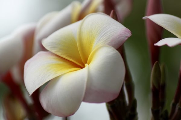 Frangipani pflegen Gießen Düngen Umtopfen und mehr Plumeria