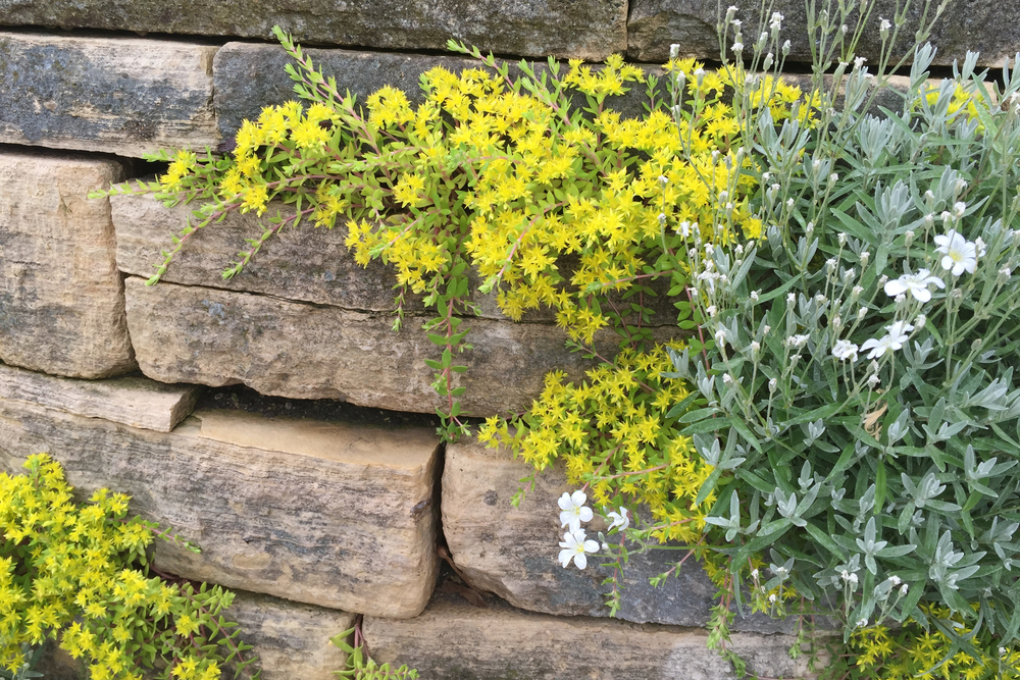 Gartenmauer Bepflanzen So Begr Nen Sie Ihre Mauer