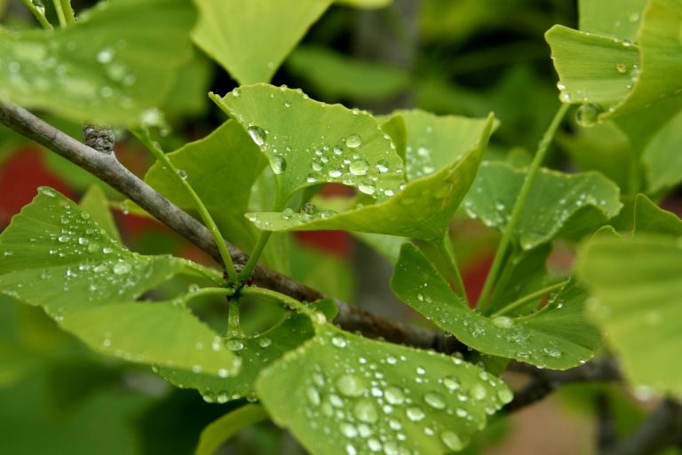 Ginkgo Pflege Richtig Pflanzen Pflegen