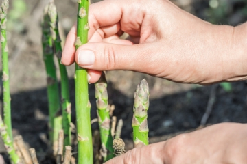 Gr Ner Spargel Anbauen Pflanzen Pflegen Und Reichlich Ernten