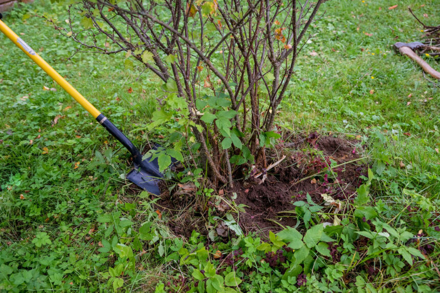 Gartenarbeit Im Dezember Alle To Dos Im Gem Se Und Ziergarten